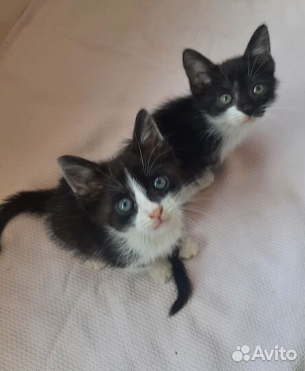 Котятам нужен дом