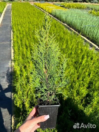 Туя Смарагд 25 - 35 см