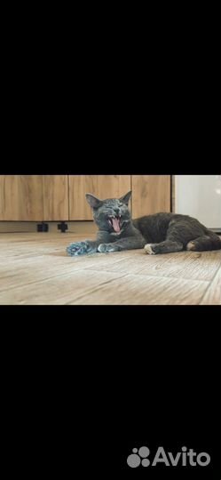 Кошка в дар