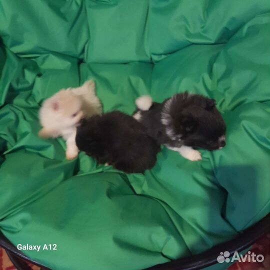 Щенки шпица