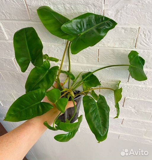 Philodendron Burle Marx Variegata Бурле Маркс фил