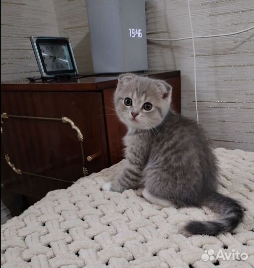 Шотландский вислоухий котёнок