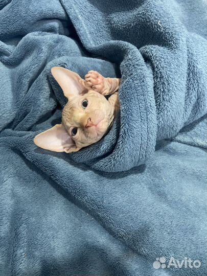 Канадский сфинкс котенок