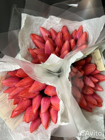 Тюльпаны на 8 марта. Воронеж. Сорт 