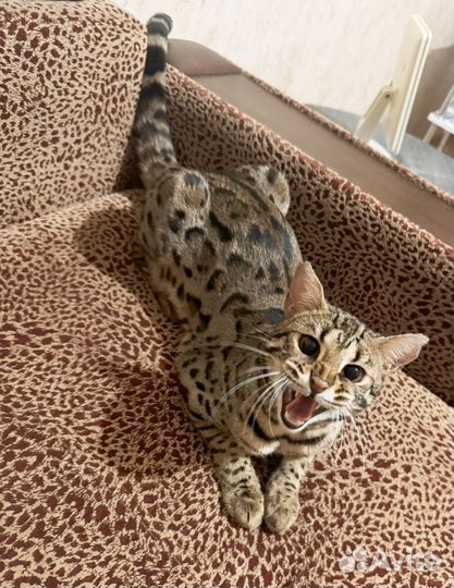 Кошка алк ф1