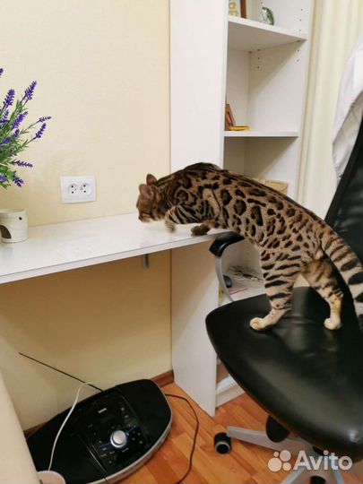 Бенгальский кот вязка