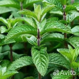 Мята и мелисса