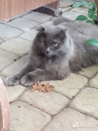 Шотландская вислоухая кошка