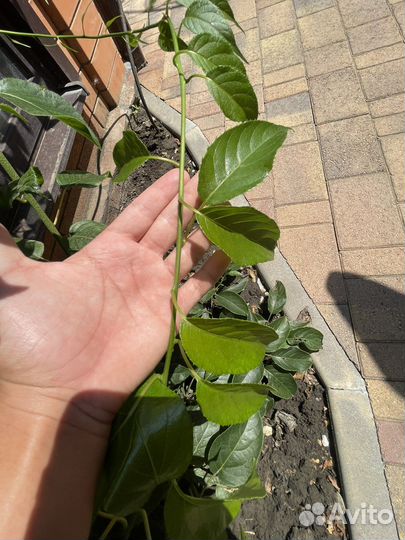 Растения уличные и экзотические