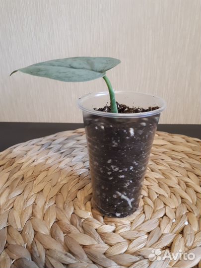 Сциндапсус Платинум, Сильвер клауд