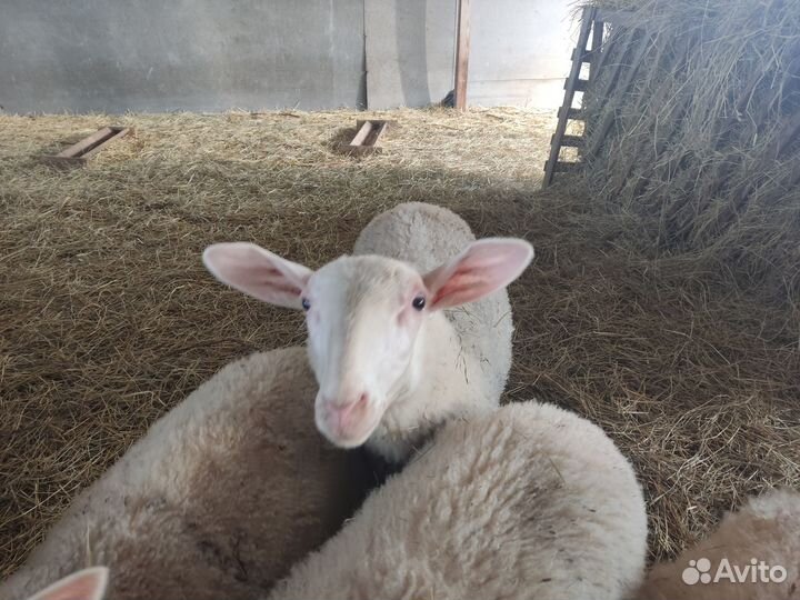 Молочные овцы