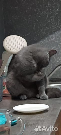 Британская кошка бесплатно