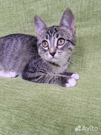 Очень милая кошечка ищет дом