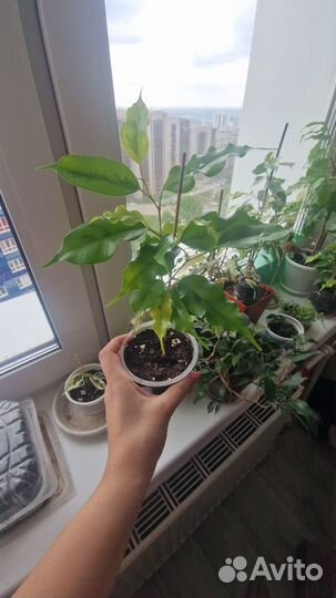 Фикус Голден Моник