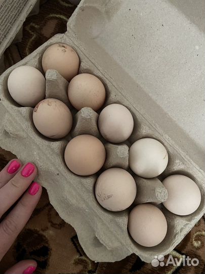 Яйца куриные домашние