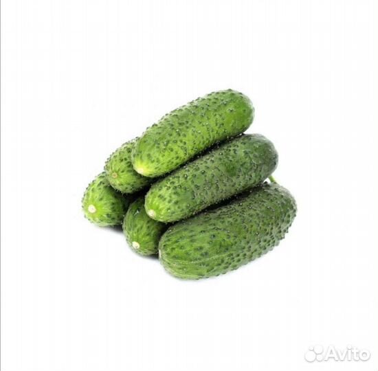 Огурцы свежие