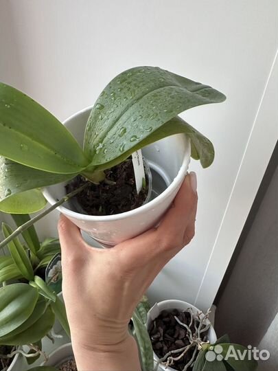 Орхидея miro mosla