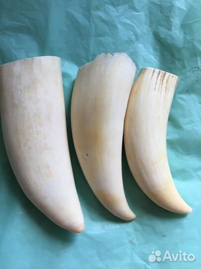 Зуб кашалота имитация