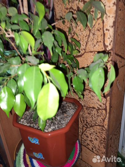 Фикус бенджамина