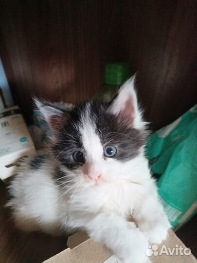 Котёнок Мейн - Кун