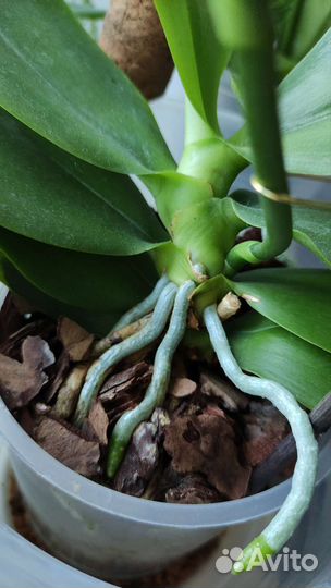 Орхидея фаленопсис