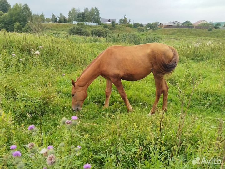 Жеребята на продажу