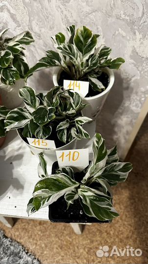 Калатея white fusion