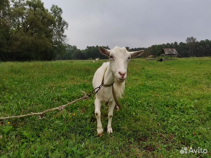 Коза дойная