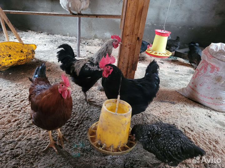 Продаю Гусаков и петухов