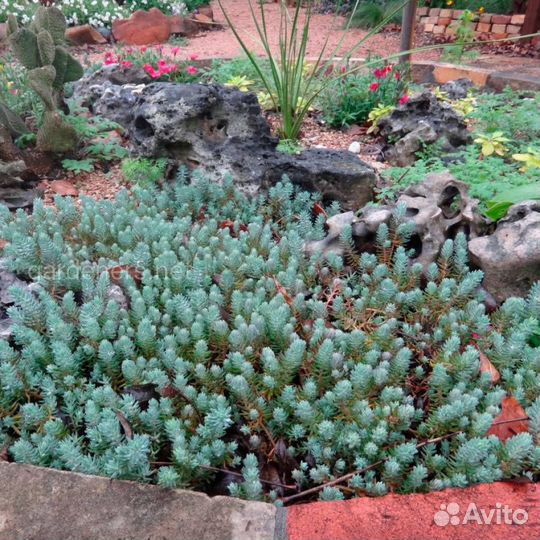 Очиток блю форест