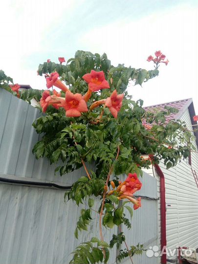 Цветущая лиана Кампсис