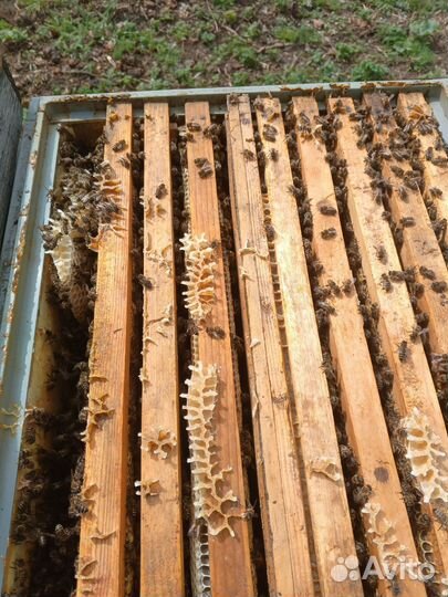 Пчелопакеты карника пешец