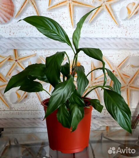 Спатифиллум