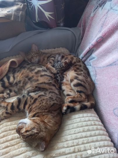 Бенгальские котята