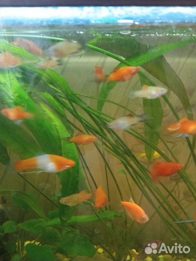 Меченосцы, барбусы, пецилии, растения