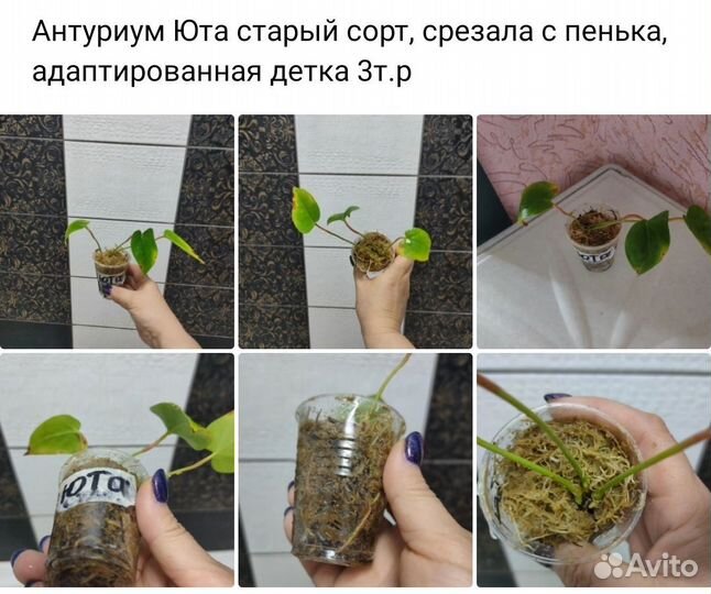 Антуриум юта