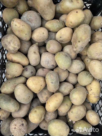 Семенной картофель