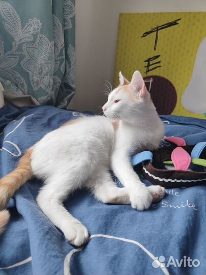 Котик подросток ищет дом