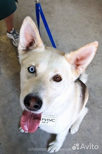 Метис Хаски в добрые руки