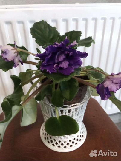 Сортовые фиалки