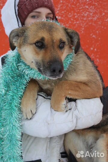 Брошенная преданная Викки ищет новый дом