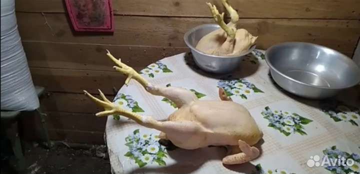 Забой скота