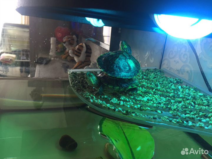 Аквариум для маленьких черепах