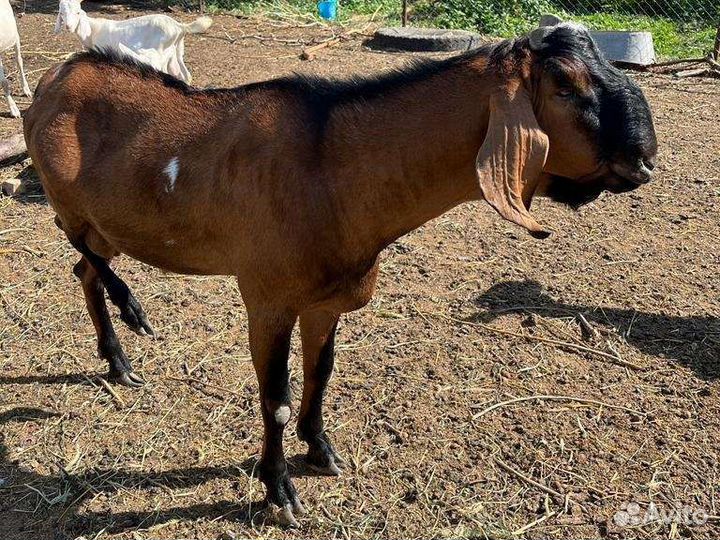 Нубийские козы