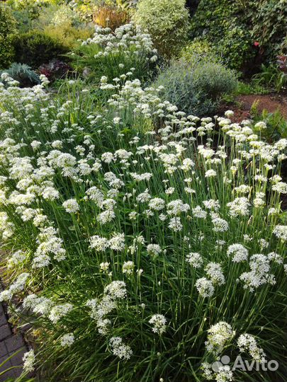 Лук джусай рассада