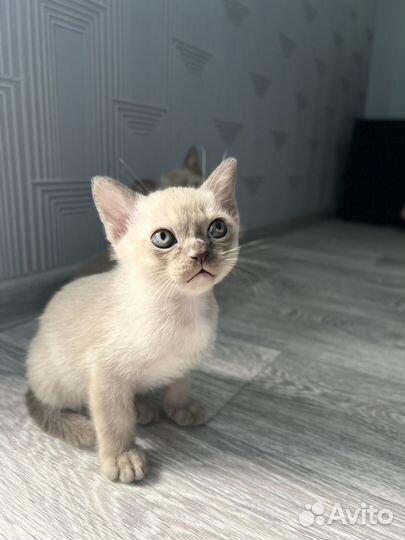 Бурманские котята