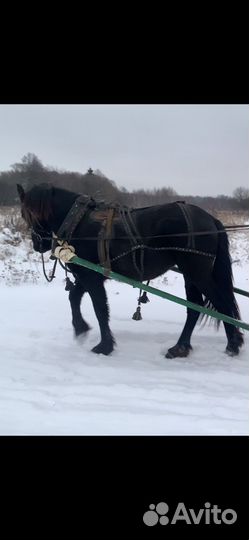 Хомут 2,5 со шлеёй