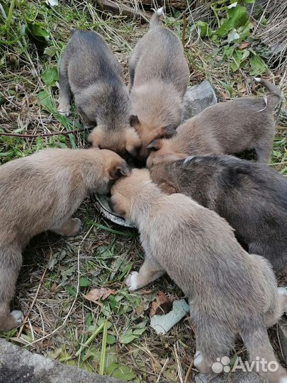 Щенки в добрые и ответственные руки