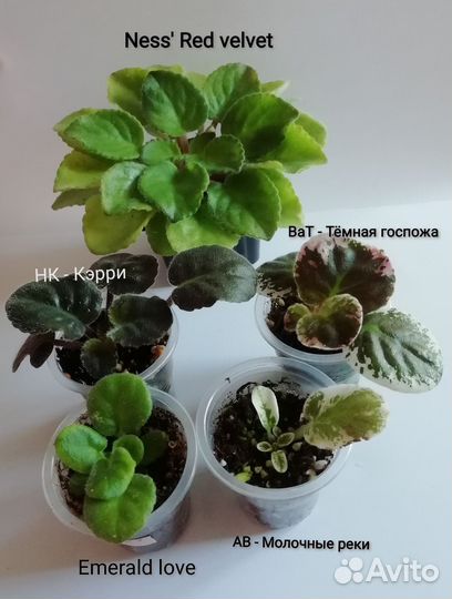 Фиалки набор