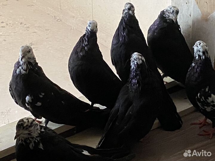 Голуби высоколетные